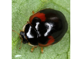Asiatischer Marienkäfer (Harmonia axyridis) - © Erwin Holzer